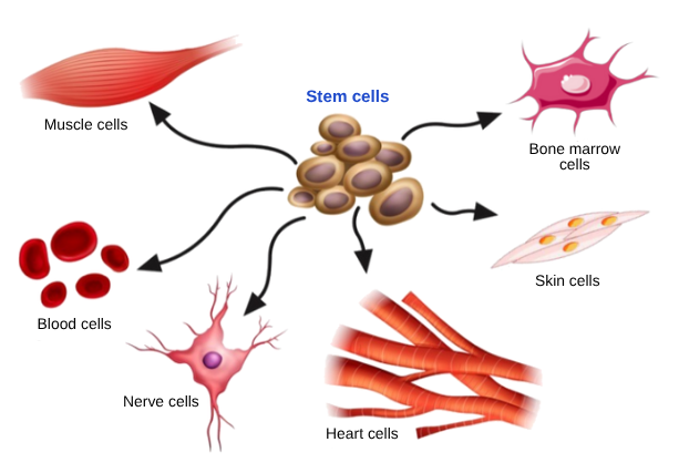 anti-aging stem cell therapy in korea sh clinic gangnam seoul